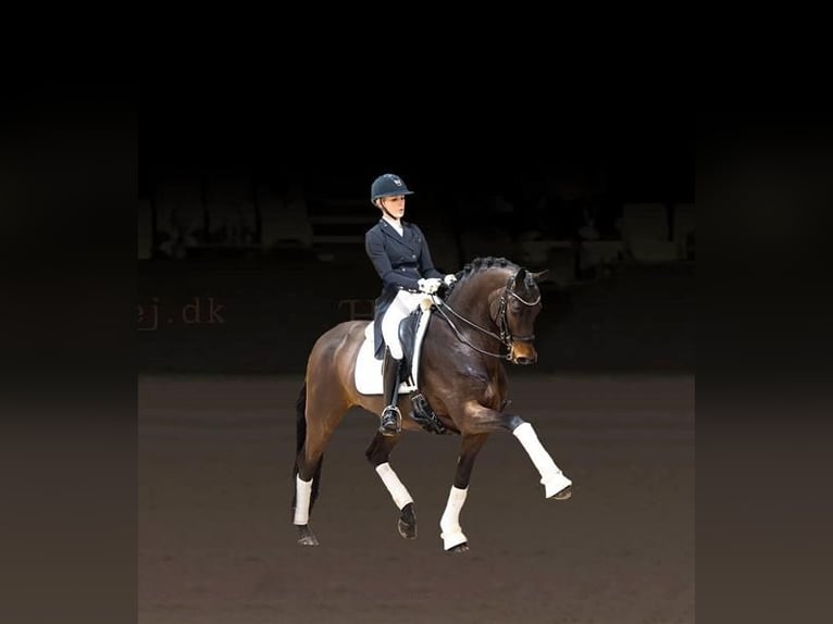 Trakehner Hengst Brauner in Asperup