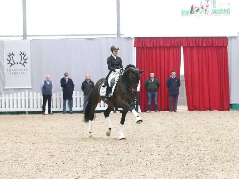 Trakehner Hengst Brauner in Coesfeld