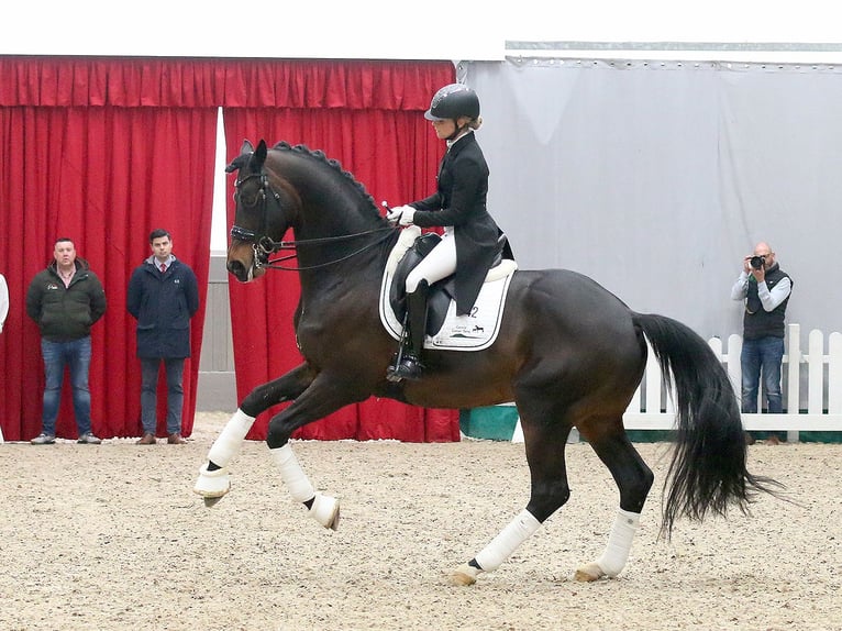 Trakehner Hengst Brauner in Coesfeld