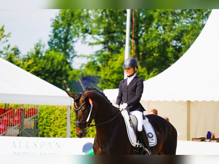 Trakehner Hengst Brauner in Coesfeld