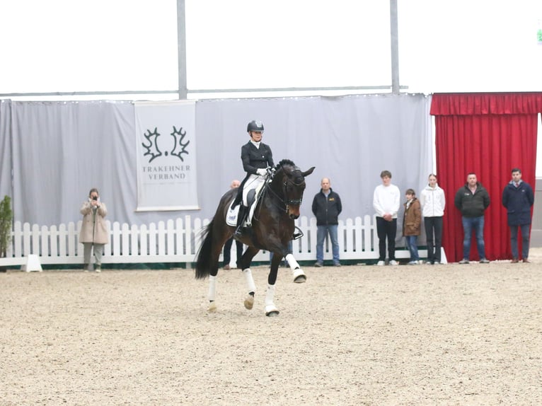 Trakehner Hengst Brauner in Coesfeld