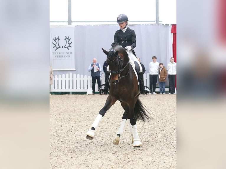 Trakehner Hengst Brauner in Coesfeld