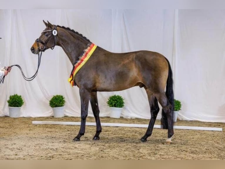 Trakehner Hengst Brauner in Pfarrkirchen