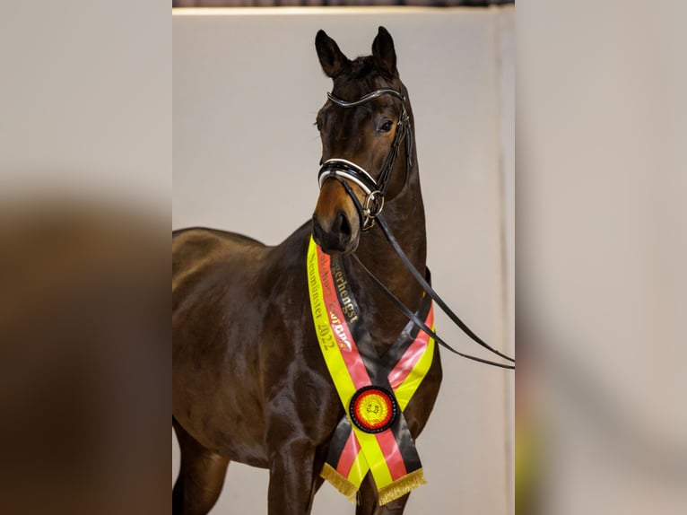 Trakehner Hengst Brauner in Pfarrkirchen