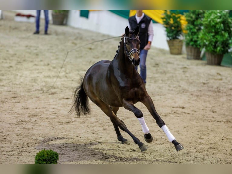 Trakehner Hengst Brauner in Pfarrkirchen