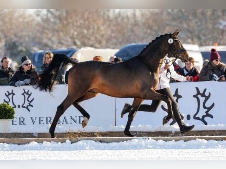 Trakehner Hengst Brauner in Pfarrkirchen