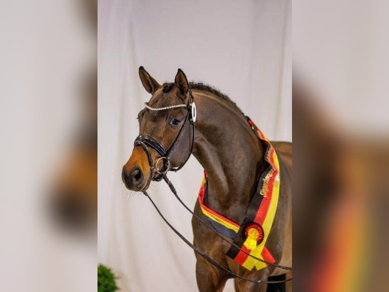 Trakehner Hengst Brauner in Pfarrkirchen