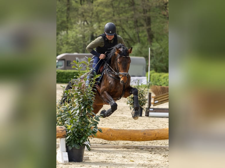 Trakehner Hengst Brauner in Nümbrecht