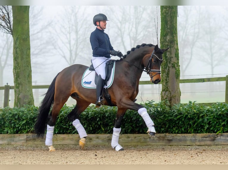 Trakehner Hengst Bruin in Coesfeld