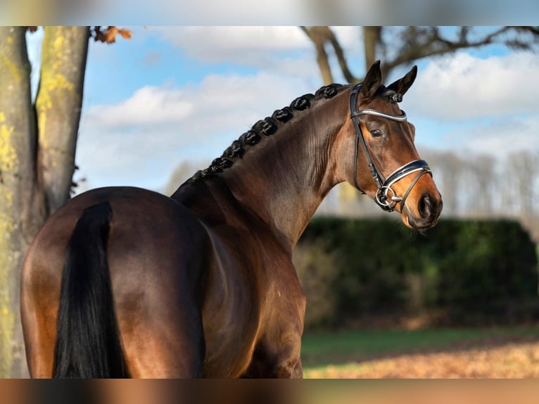 Trakehner Hengst Bruin in Coesfeld