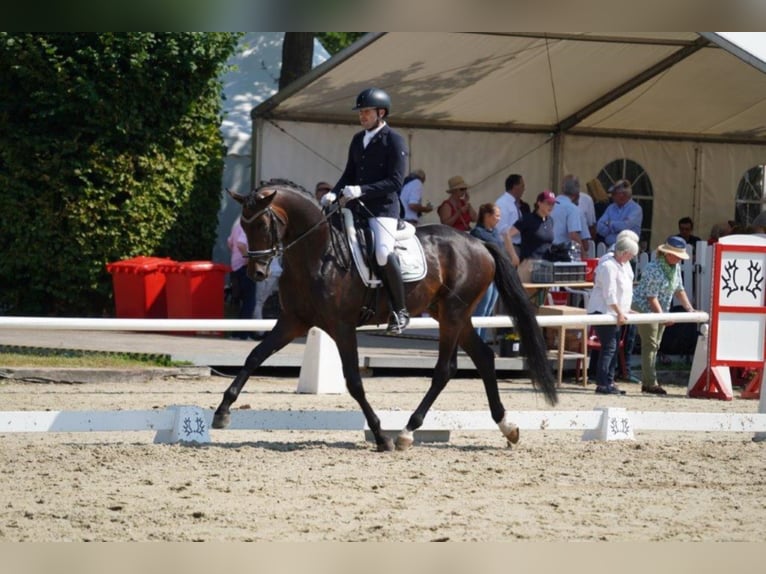 Trakehner Hengst Bruin in Coesfeld