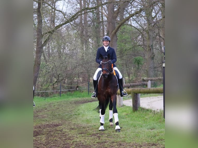 Trakehner Hengst Bruin in Coesfeld