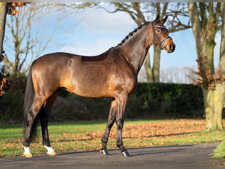 Trakehner Hengst Bruin in Coesfeld