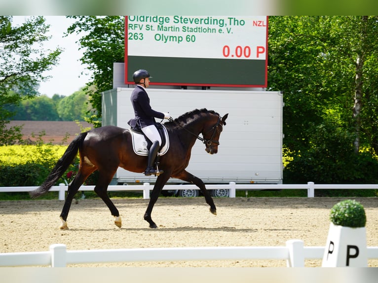 Trakehner Hengst Bruin in Coesfeld