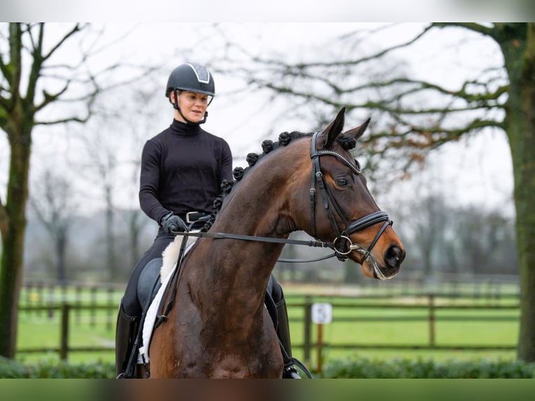 Trakehner Hengst Bruin in Coesfeld