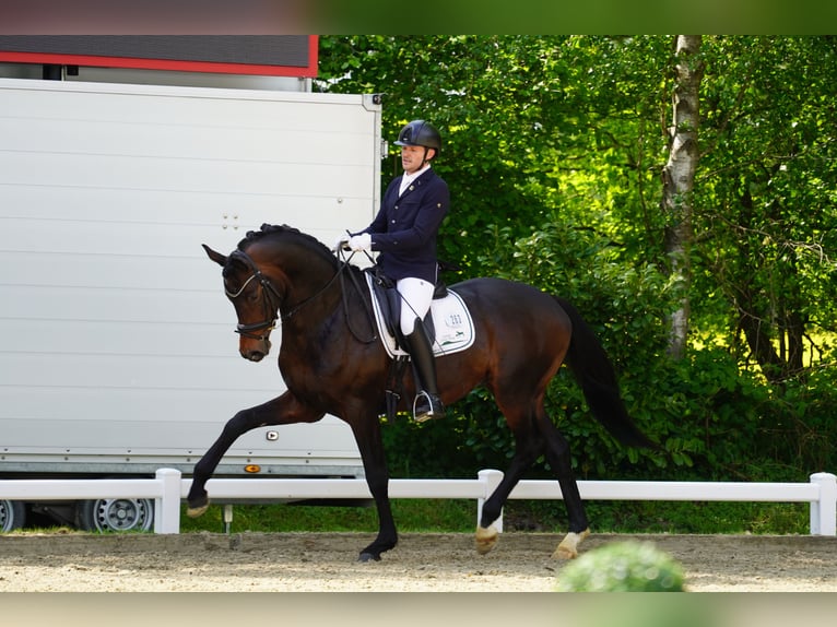 Trakehner Hengst Bruin in Coesfeld