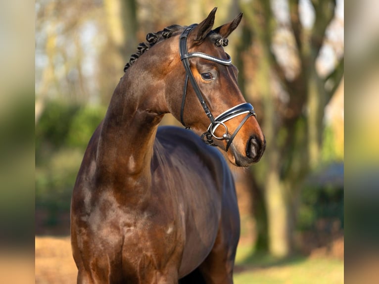 Trakehner Hengst Bruin in Coesfeld