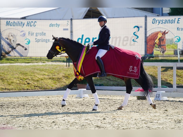 Trakehner Hengst Bruin in Coesfeld