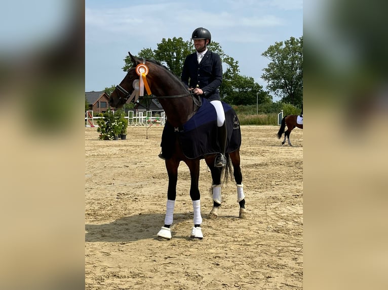 Trakehner Hengst Bruin in Coesfeld