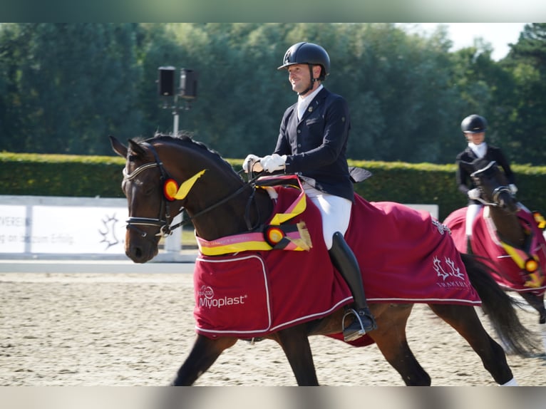 Trakehner Hengst Bruin in Coesfeld