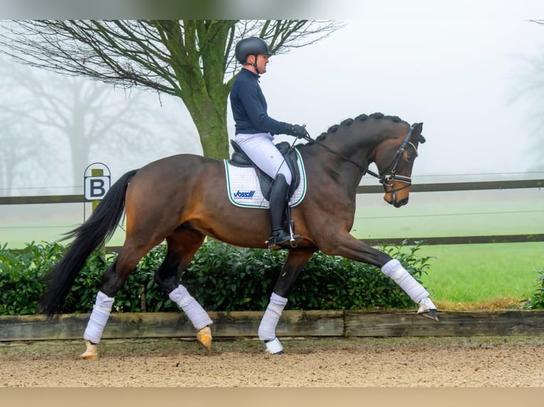 Trakehner Hengst Bruin in Coesfeld