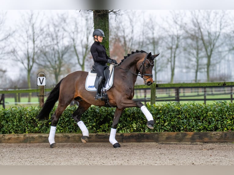 Trakehner Hengst Bruin in Coesfeld