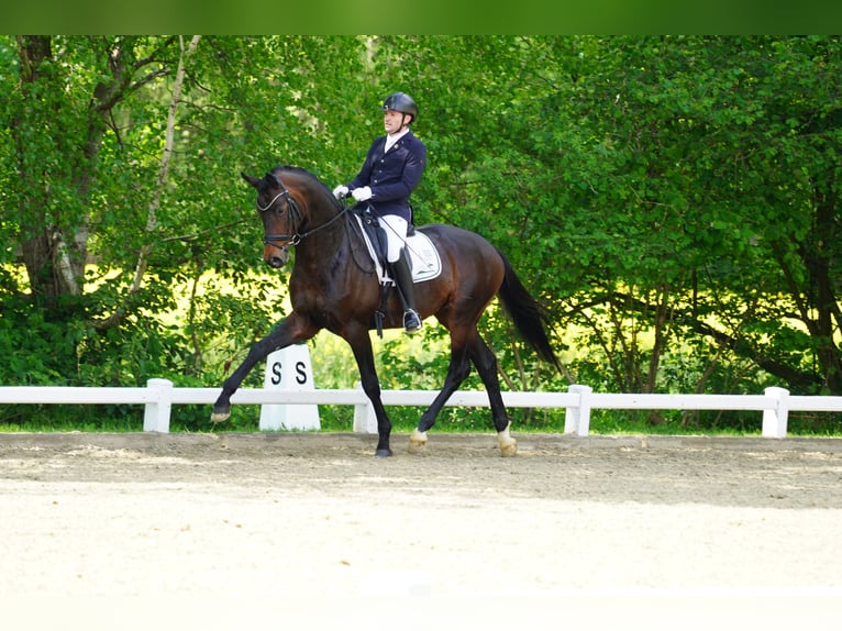 Trakehner Hengst Bruin in Coesfeld