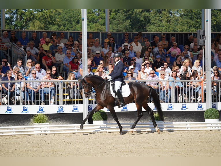 Trakehner Hengst Bruin in Coesfeld