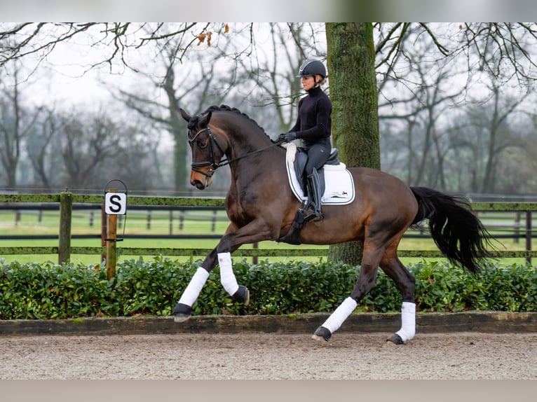 Trakehner Hengst Bruin in Coesfeld