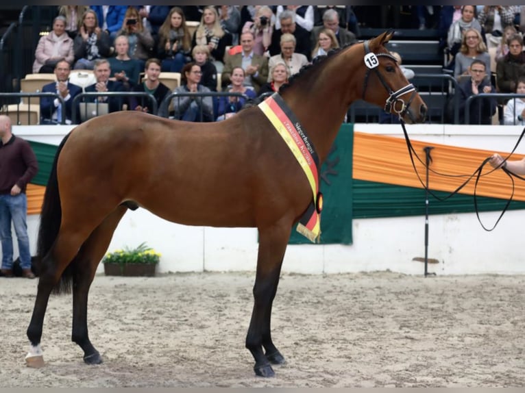 Trakehner Hengst Bruin in Umpfenbach