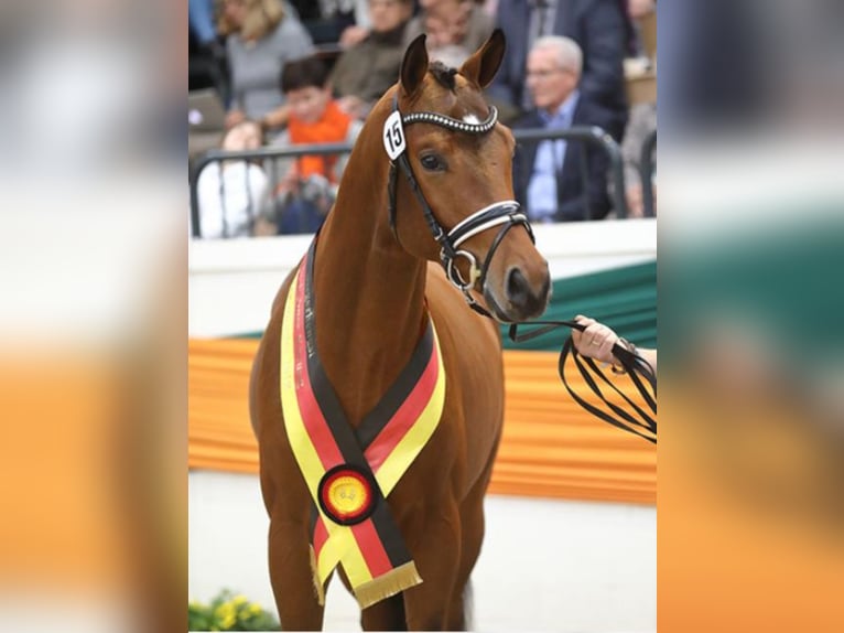 Trakehner Hengst Bruin in Umpfenbach