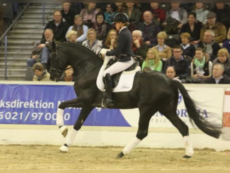 Trakehner Hengst in Celle