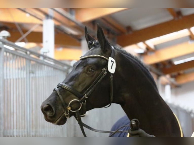 Trakehner Hengst in Celle