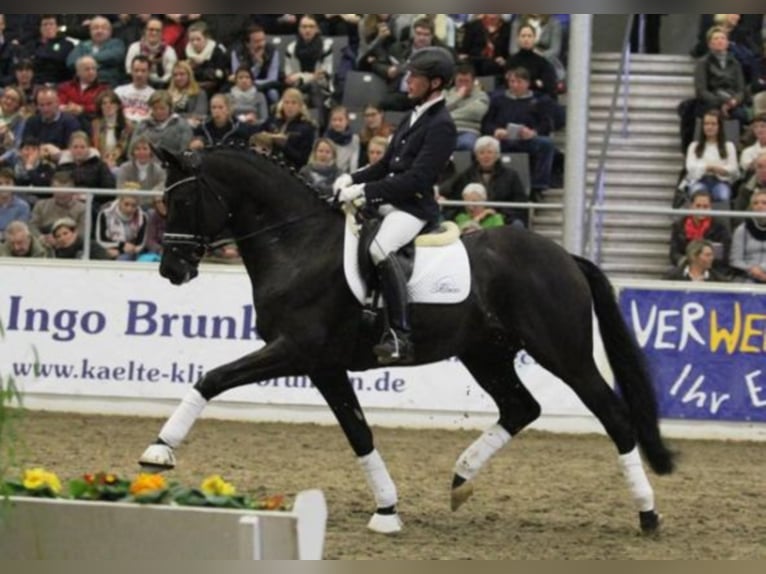 Trakehner Hengst in Celle