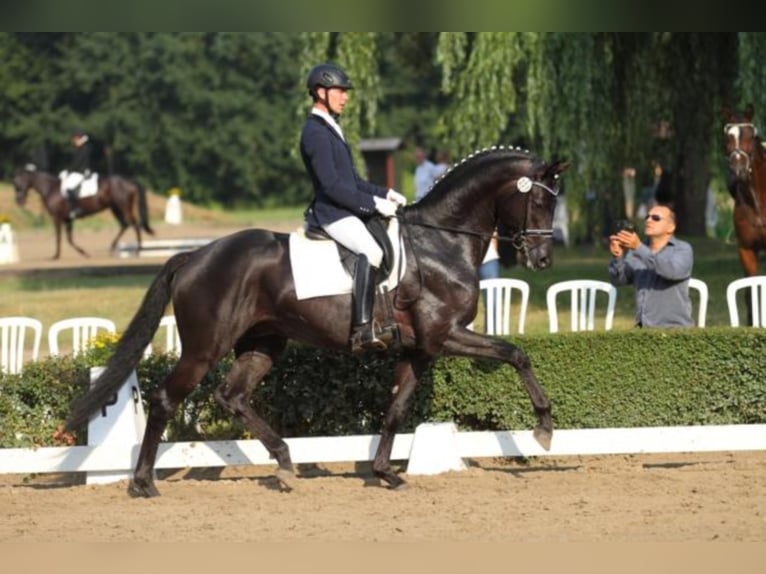 Trakehner Hengst in Celle
