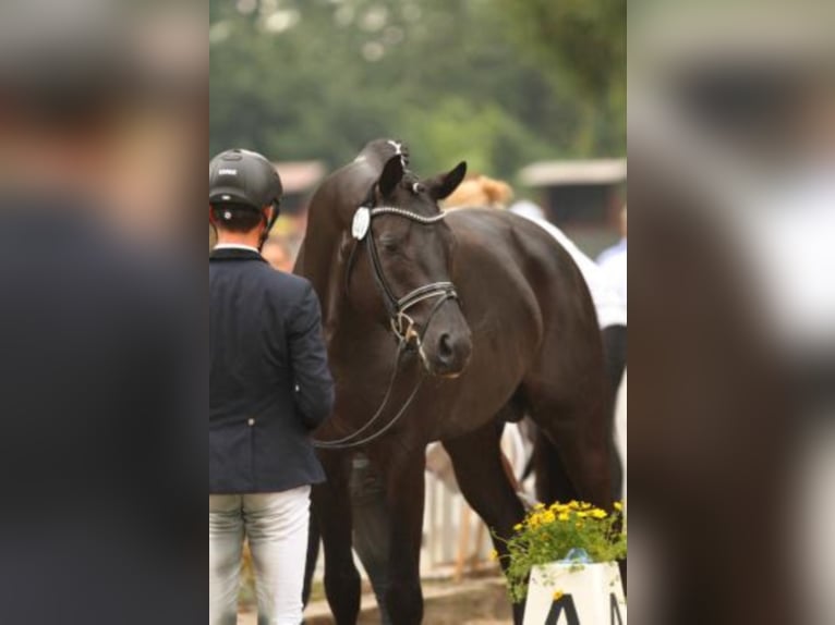 Trakehner Hengst in Celle
