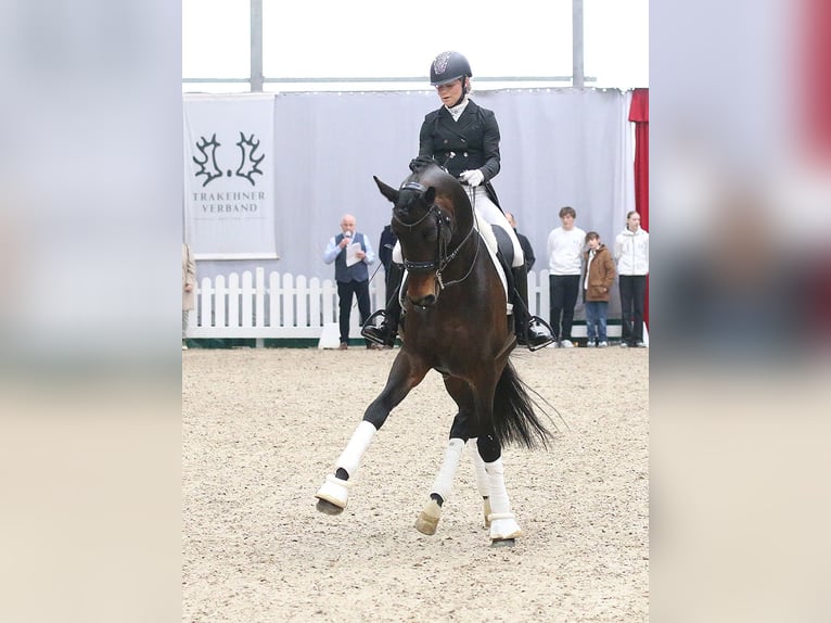 Trakehner Hengst in Coesfeld