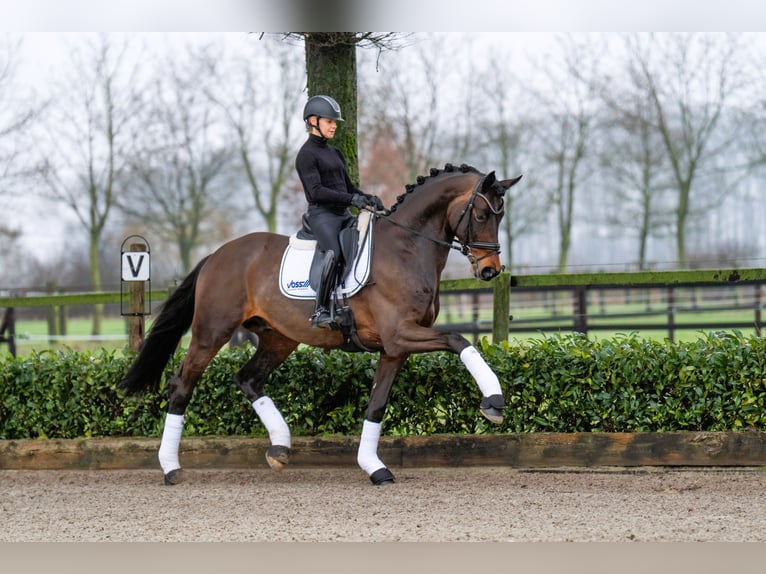 Trakehner Hengst in Coesfeld