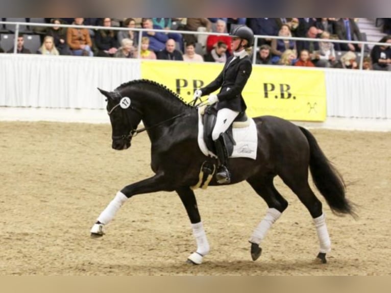 Trakehner Hengst in Celle