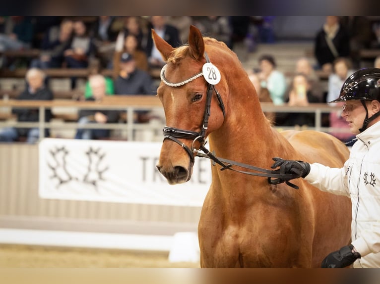 Trakehner Hengst Dunkelfuchs in Wolfhagen