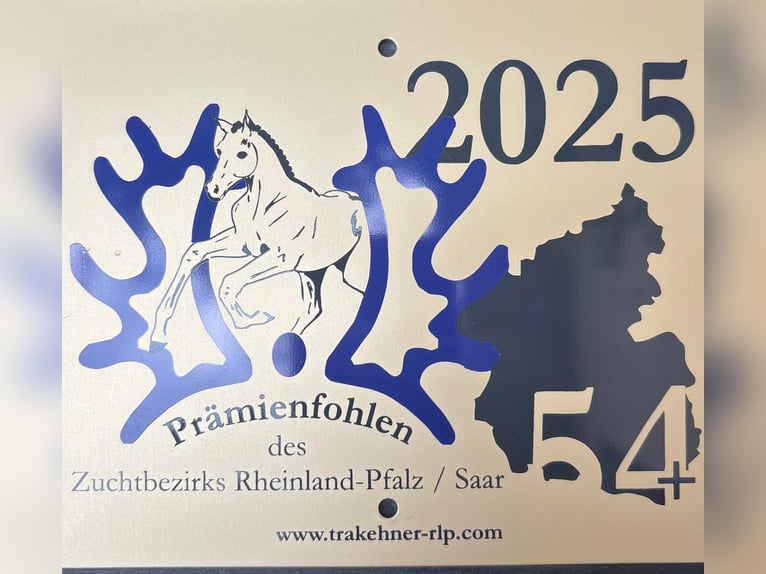 Trakehner Hengst Fohlen (05/2025) 105 cm Dunkelbrauner in Walshausen