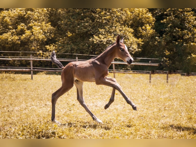 Trakehner Hengst  105 cm Dunkelbrauner in Walshausen
