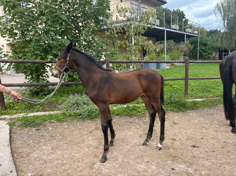 Trakehner Hengst Fohlen (05/2025) 105 cm Dunkelbrauner in Walshausen