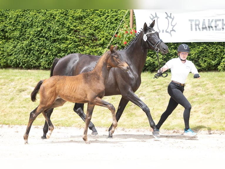 Trakehner Hengst Fohlen (03/2026) 120 cm Dunkelbrauner in Wolfhagen