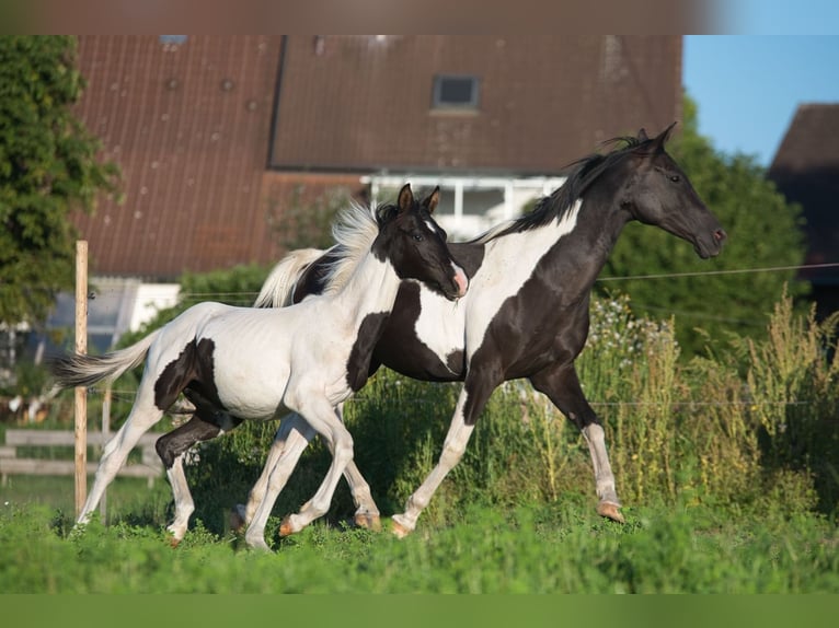 Trakehner Hengst Fohlen (03/2025) 160 cm Schecke in Fleischwangen