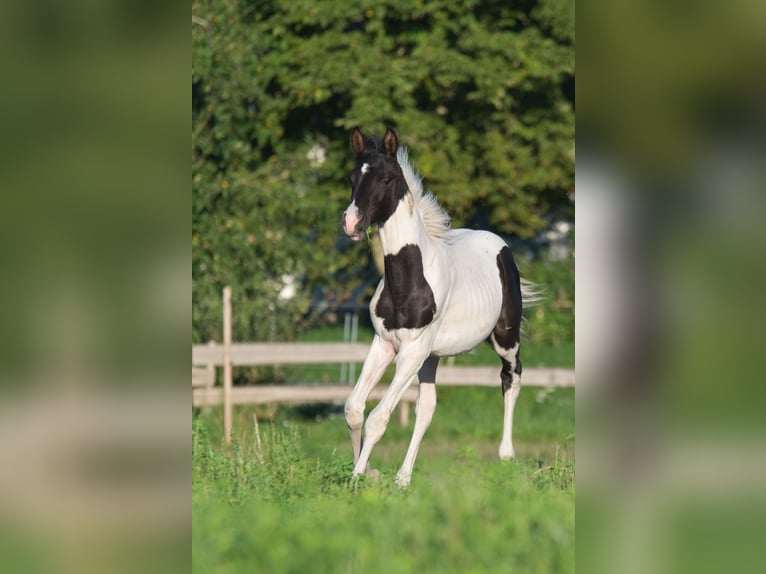 Trakehner Hengst Fohlen (03/2025) 160 cm Schecke in Fleischwangen