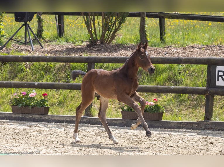 Trakehner Hengst  165 cm Brauner in Ruppichteroth