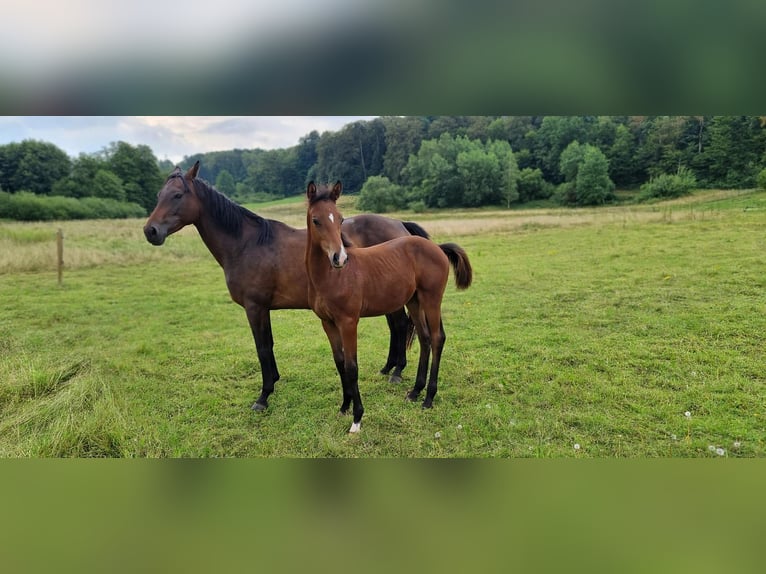 Trakehner Hengst Fohlen (04/2026) 165 cm Brauner in Puderbach