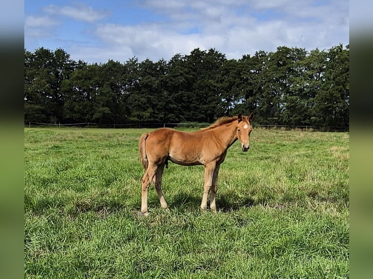 Trakehner Hengst Fohlen (05/2025) 165 cm Fuchs in L&#xF6;ningen