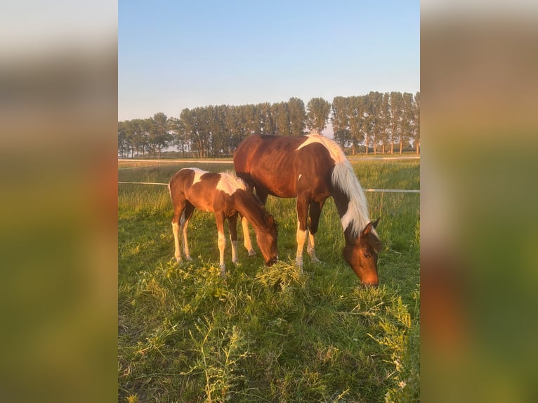 Trakehner Mix Hengst Fohlen (04/2026) 165 cm Schecke in Cuxhaven